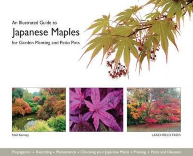 An Illustrated Guide to Japanese Maples for Garden Planting and Patio Pots - Catherine Kenney