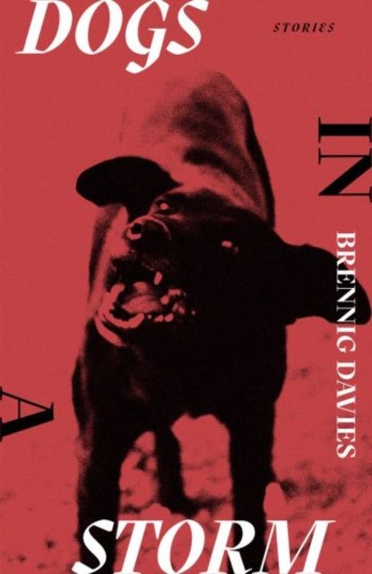 Dogs in a Storm - Brennig Davies