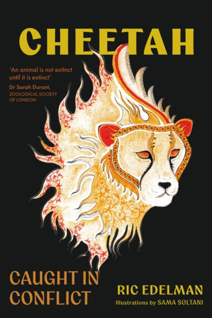 Cheetah : Caught in conflict - SAMA SOLTANI