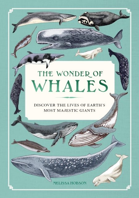 Front cover of The Wonder of Whales by Melissa Hobson, hardback