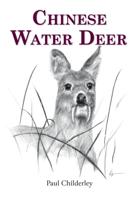 Chinese Water Deer - Paul Childerley