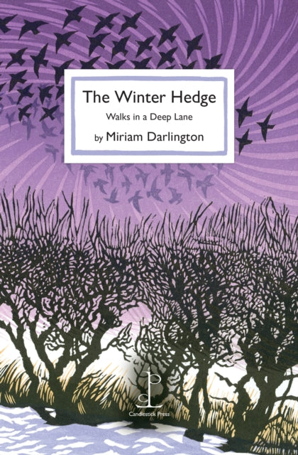 The Winter Hedge : Walks in a Deep Lane - Miriam Darlington